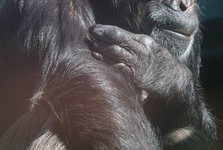 Jedna z šimpanzic odcestovala z hodonínské zoo do Ostravy